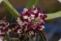 Rhynchostylis gigantea Cartoon